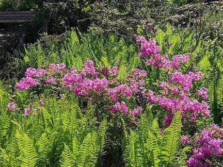 Explosion florale au jardin botanique de Munich — 24 photos / 24 Bilder — Blumenparadies im Botanischen Garten  München