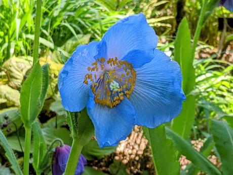 Explosion florale au jardin botanique de Munich — 24 photos / 24 Bilder — Blumenparadies im Botanischen Garten  München