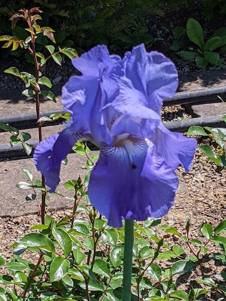 Explosion florale au jardin botanique de Munich — 24 photos / 24 Bilder — Blumenparadies im Botanischen Garten  München