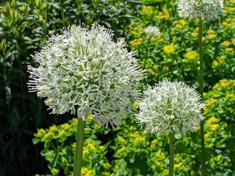 Explosion florale au jardin botanique de Munich — 24 photos / 24 Bilder — Blumenparadies im Botanischen Garten  München