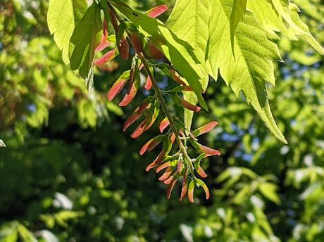 Explosion florale au jardin botanique de Munich — 24 photos / 24 Bilder — Blumenparadies im Botanischen Garten  München