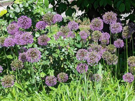 Explosion florale au jardin botanique de Munich — 24 photos / 24 Bilder — Blumenparadies im Botanischen Garten  München
