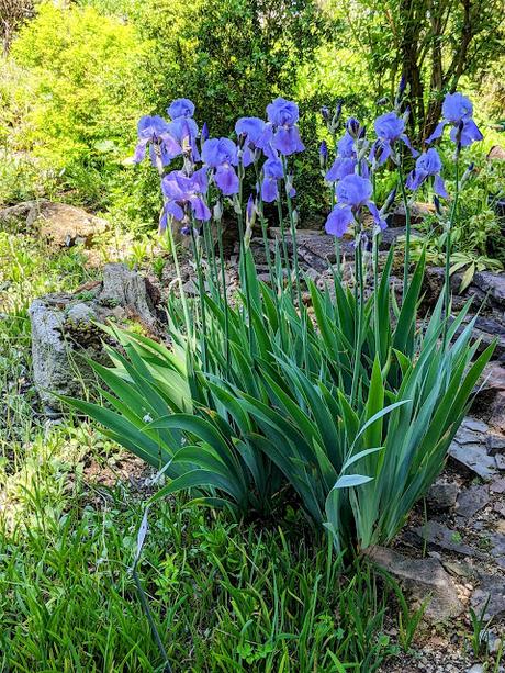 Explosion florale au jardin botanique de Munich — 24 photos / 24 Bilder — Blumenparadies im Botanischen Garten  München