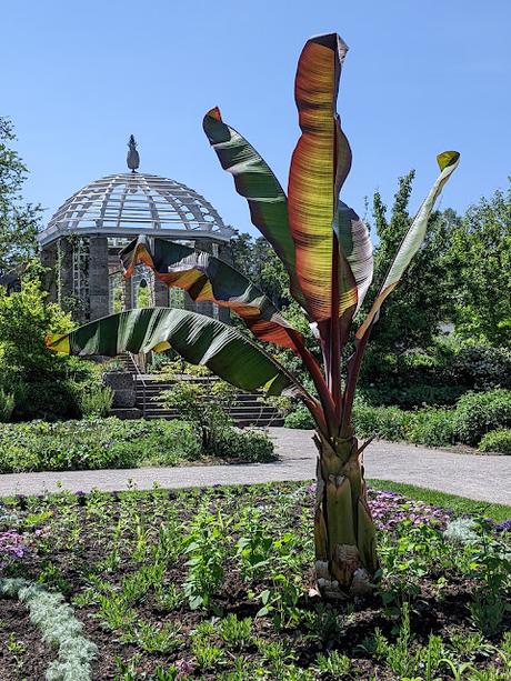 Explosion florale au jardin botanique de Munich — 24 photos / 24 Bilder — Blumenparadies im Botanischen Garten  München