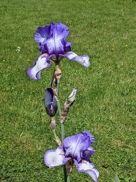 Explosion florale au jardin botanique de Munich — 24 photos / 24 Bilder — Blumenparadies im Botanischen Garten  München