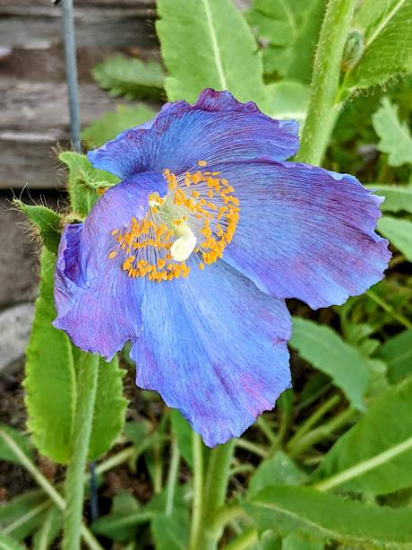 Explosion florale au jardin botanique de Munich — 24 photos / 24 Bilder — Blumenparadies im Botanischen Garten  München