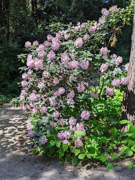 Blütezeit der Rhododendren  im Botanischen Garten in München — 35 Bilder/35 photos — Des rhododendrons en folie au jardin botanique de Munich