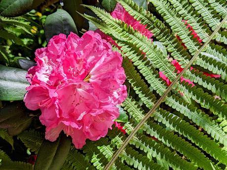 Blütezeit der Rhododendren  im Botanischen Garten in München — 35 Bilder/35 photos — Des rhododendrons en folie au jardin botanique de Munich