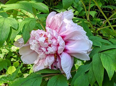 Blütezeit der Rhododendren  im Botanischen Garten in München — 35 Bilder/35 photos — Des rhododendrons en folie au jardin botanique de Munich