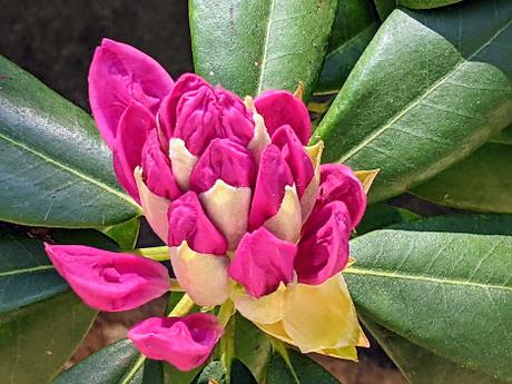 Blütezeit der Rhododendren  im Botanischen Garten in München — 35 Bilder/35 photos — Des rhododendrons en folie au jardin botanique de Munich