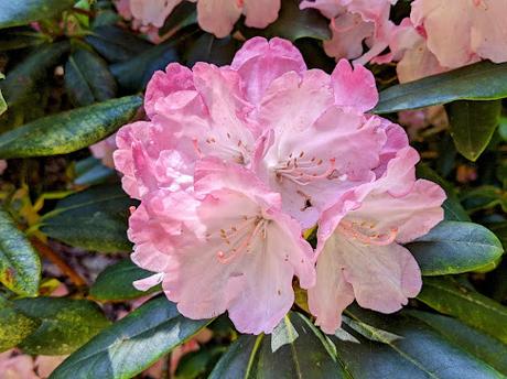 Blütezeit der Rhododendren  im Botanischen Garten in München — 35 Bilder/35 photos — Des rhododendrons en folie au jardin botanique de Munich