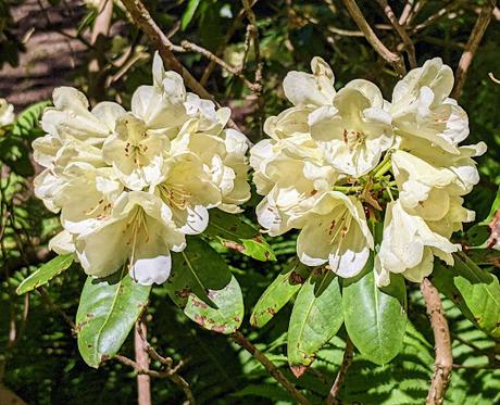Blütezeit der Rhododendren  im Botanischen Garten in München — 35 Bilder/35 photos — Des rhododendrons en folie au jardin botanique de Munich