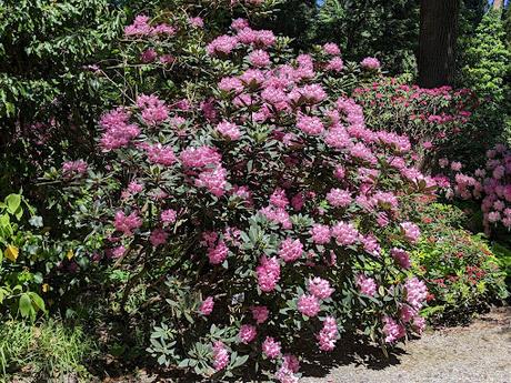 Blütezeit der Rhododendren  im Botanischen Garten in München — 35 Bilder/35 photos — Des rhododendrons en folie au jardin botanique de Munich