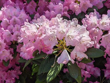 Blütezeit der Rhododendren  im Botanischen Garten in München — 35 Bilder/35 photos — Des rhododendrons en folie au jardin botanique de Munich
