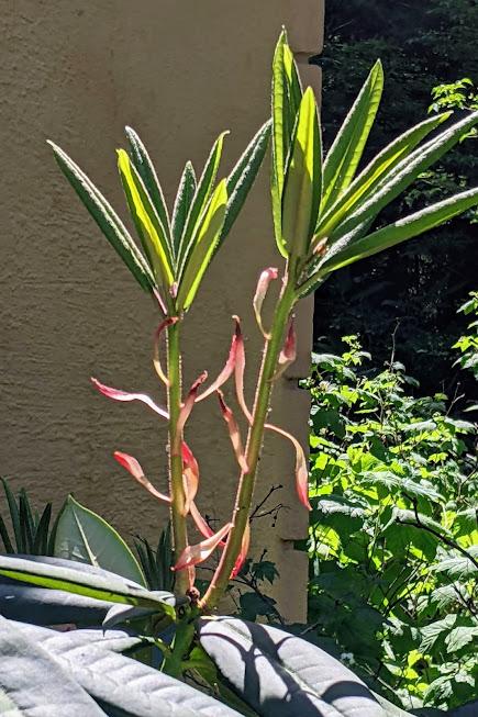 Blütezeit der Rhododendren  im Botanischen Garten in München — 35 Bilder/35 photos — Des rhododendrons en folie au jardin botanique de Munich
