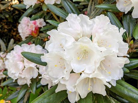 Blütezeit der Rhododendren  im Botanischen Garten in München — 35 Bilder/35 photos — Des rhododendrons en folie au jardin botanique de Munich