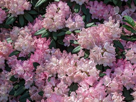 Blütezeit der Rhododendren  im Botanischen Garten in München — 35 Bilder/35 photos — Des rhododendrons en folie au jardin botanique de Munich