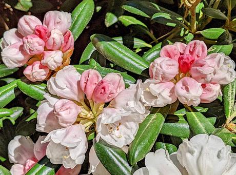 Blütezeit der Rhododendren  im Botanischen Garten in München — 35 Bilder/35 photos — Des rhododendrons en folie au jardin botanique de Munich