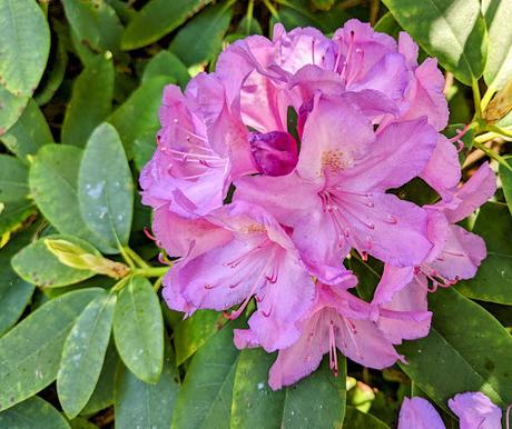 Blütezeit der Rhododendren  im Botanischen Garten in München — 35 Bilder/35 photos — Des rhododendrons en folie au jardin botanique de Munich