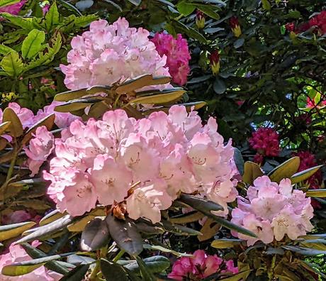 Blütezeit der Rhododendren  im Botanischen Garten in München — 35 Bilder/35 photos — Des rhododendrons en folie au jardin botanique de Munich