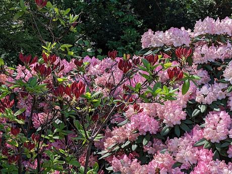 Blütezeit der Rhododendren  im Botanischen Garten in München — 35 Bilder/35 photos — Des rhododendrons en folie au jardin botanique de Munich