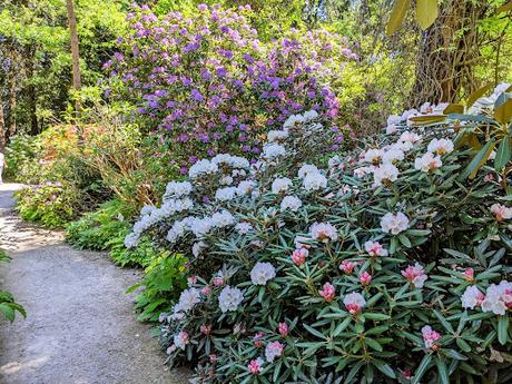 Blütezeit der Rhododendren  im Botanischen Garten in München — 35 Bilder/35 photos — Des rhododendrons en folie au jardin botanique de Munich