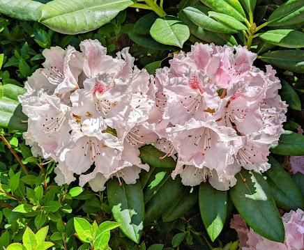 Blütezeit der Rhododendren  im Botanischen Garten in München — 35 Bilder/35 photos — Des rhododendrons en folie au jardin botanique de Munich