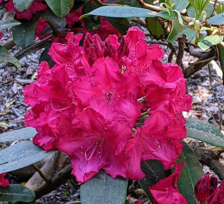 Blütezeit der Rhododendren  im Botanischen Garten in München — 35 Bilder/35 photos — Des rhododendrons en folie au jardin botanique de Munich