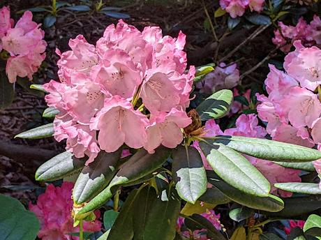 Blütezeit der Rhododendren  im Botanischen Garten in München — 35 Bilder/35 photos — Des rhododendrons en folie au jardin botanique de Munich