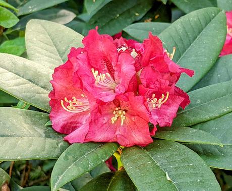 Blütezeit der Rhododendren  im Botanischen Garten in München — 35 Bilder/35 photos — Des rhododendrons en folie au jardin botanique de Munich