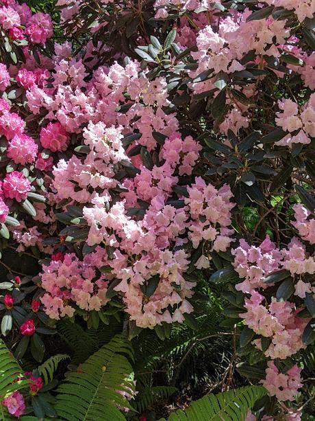 Blütezeit der Rhododendren  im Botanischen Garten in München — 35 Bilder/35 photos — Des rhododendrons en folie au jardin botanique de Munich