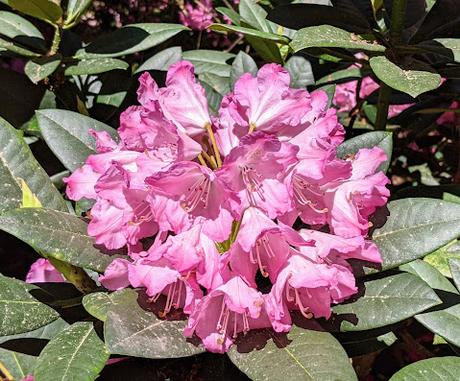 Blütezeit der Rhododendren  im Botanischen Garten in München — 35 Bilder/35 photos — Des rhododendrons en folie au jardin botanique de Munich