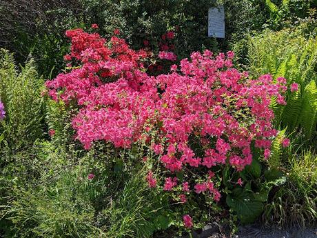 Blütezeit der Rhododendren  im Botanischen Garten in München — 35 Bilder/35 photos — Des rhododendrons en folie au jardin botanique de Munich