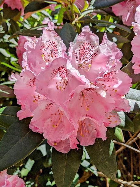Blütezeit der Rhododendren  im Botanischen Garten in München — 35 Bilder/35 photos — Des rhododendrons en folie au jardin botanique de Munich