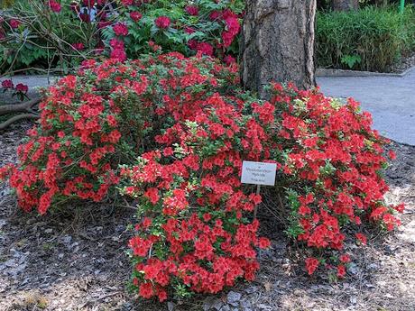 Blütezeit der Rhododendren  im Botanischen Garten in München — 35 Bilder/35 photos — Des rhododendrons en folie au jardin botanique de Munich