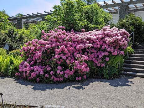 Blütezeit der Rhododendren  im Botanischen Garten in München — 35 Bilder/35 photos — Des rhododendrons en folie au jardin botanique de Munich