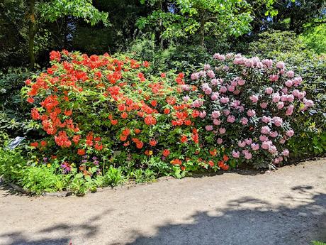 Blütezeit der Rhododendren  im Botanischen Garten in München — 35 Bilder/35 photos — Des rhododendrons en folie au jardin botanique de Munich