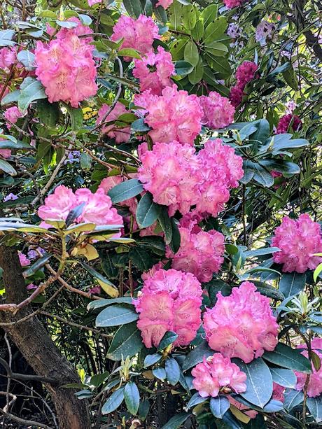 Blütezeit der Rhododendren  im Botanischen Garten in München — 35 Bilder/35 photos — Des rhododendrons en folie au jardin botanique de Munich