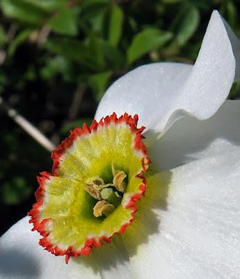 Narcisse des poètes (Narcissus poeticus subsp. poeticus)