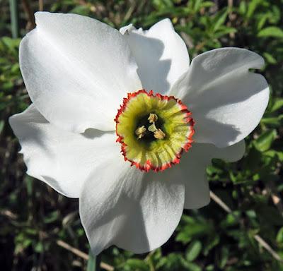 Narcisse des poètes (Narcissus poeticus subsp. poeticus)