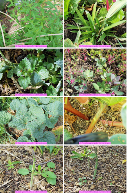 Salade d'asperges à la verveine citron et à la rhubarbe (Vegan)