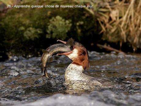 Divers - 40 conseils de la Nature - seconde partie