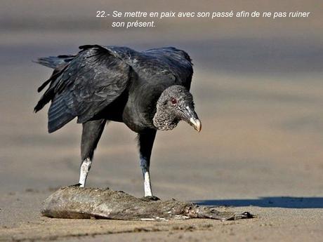 Divers - 40 conseils de la Nature - seconde partie