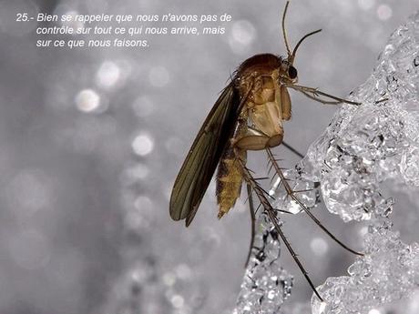 Divers - 40 conseils de la Nature - seconde partie