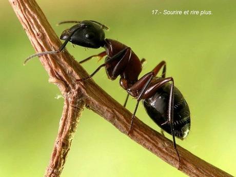 Divers - 40 conseils de la Nature - seconde partie