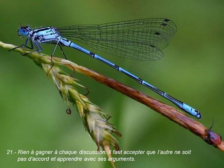 Divers - 40 conseils de la Nature - seconde partie