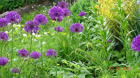 Le Printemps - Quelques fleurs du jardin