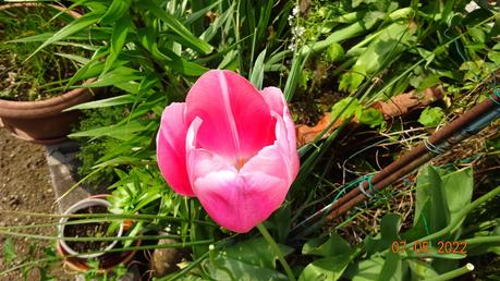 Le Printemps - Quelques fleurs du jardin