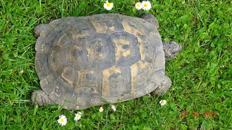 Le Printemps - Quelques fleurs du jardin