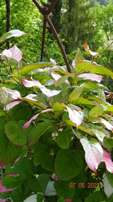Le Printemps - Quelques fleurs du jardin
